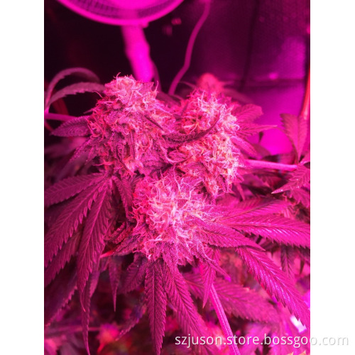 1000 Watt Full Spectrum LED Grow Lights With 5W Diode Veg And Bloom For Medical Plants